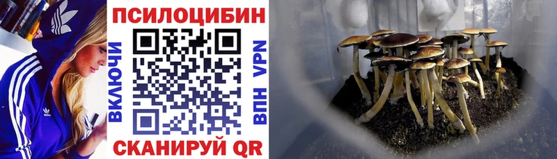 Галлюциногенные грибы Psilocybine cubensis  Орлов 